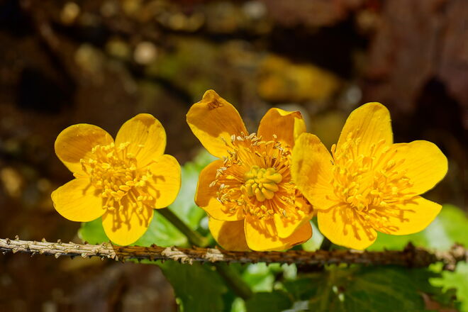 Dottergelb am Bachrand