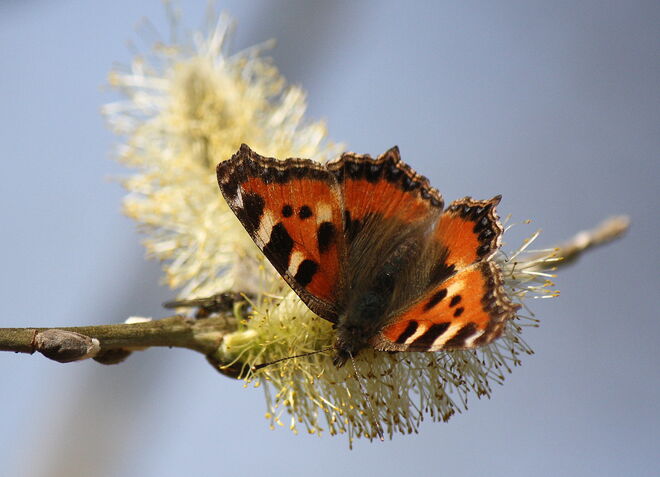 auch Schmetterlinge lieben Palmkätzchen