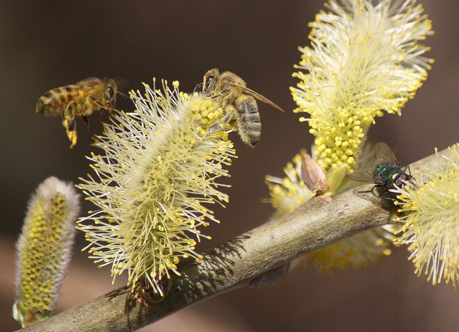 viel Betrieb bei den Palmkätzchen