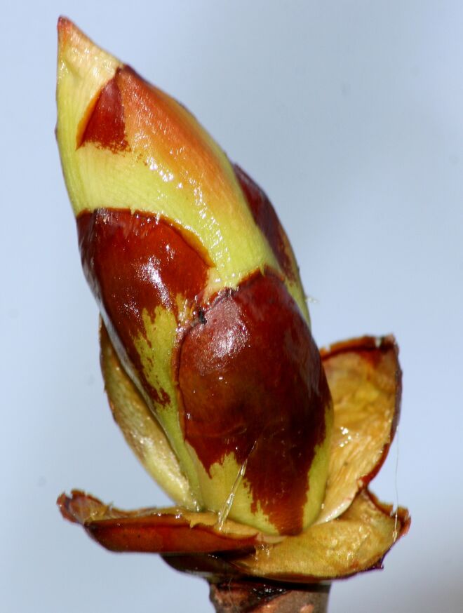 Man spürt das drängende Leben in der Knospe