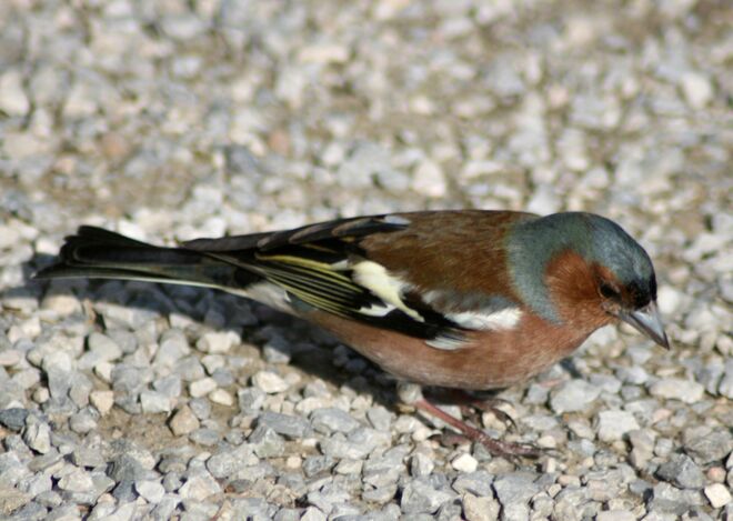 Der Buchfink sucht wohl Lesestoff?