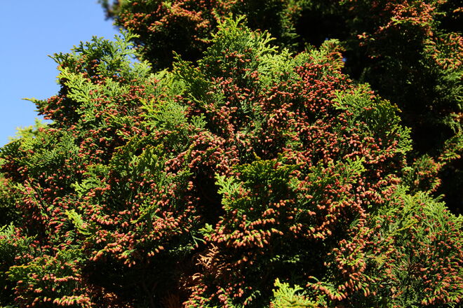 Die Zwergzypresse blüht