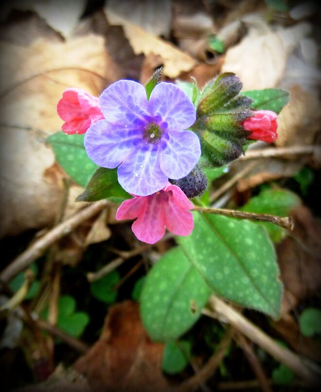 Hänsel und Gretel...