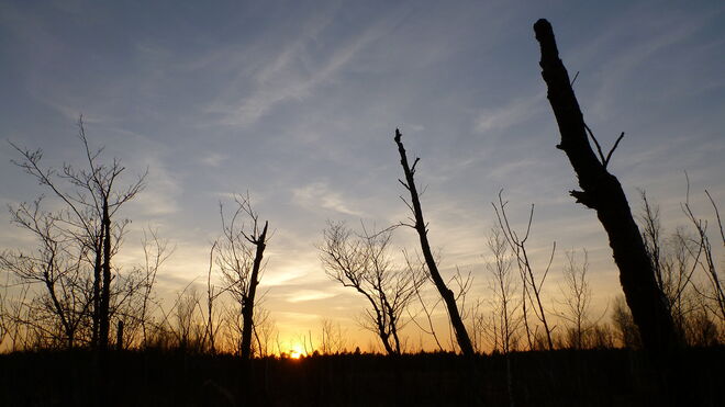 Die Sonne versinkt im Moor