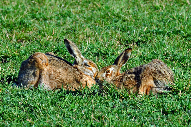 Osterhäschens Liebeskummer