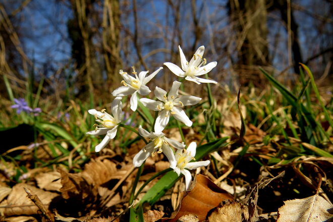 Weißes Blausternchen