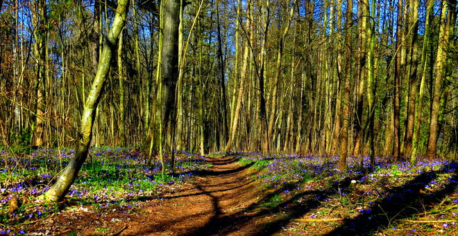 Leberblümchen-teppich