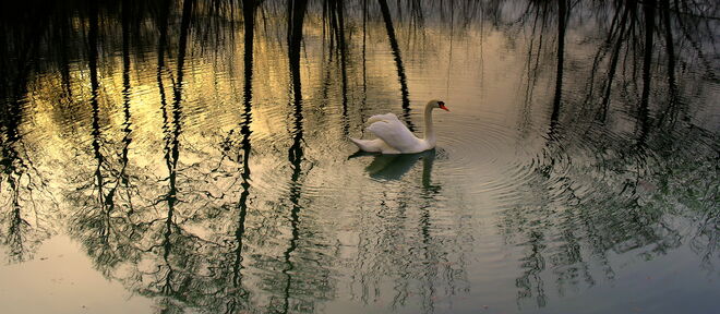 "SCHWAN IM ERLENSPIEGEL"