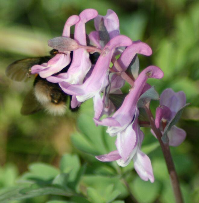 Gefüllte Nektartöpfe