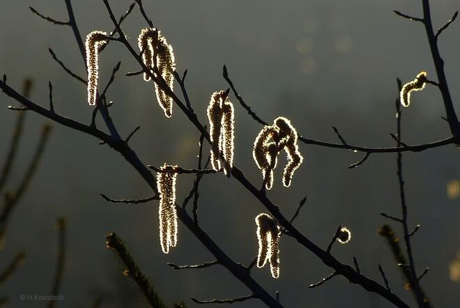 Blütenkätzchen im Gegenlicht
