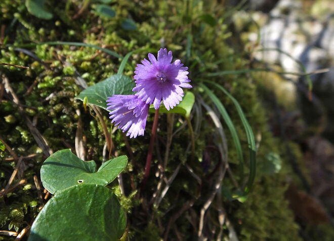Die ersten Soldanellen in der Bluntau