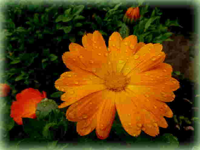 Ringelblume