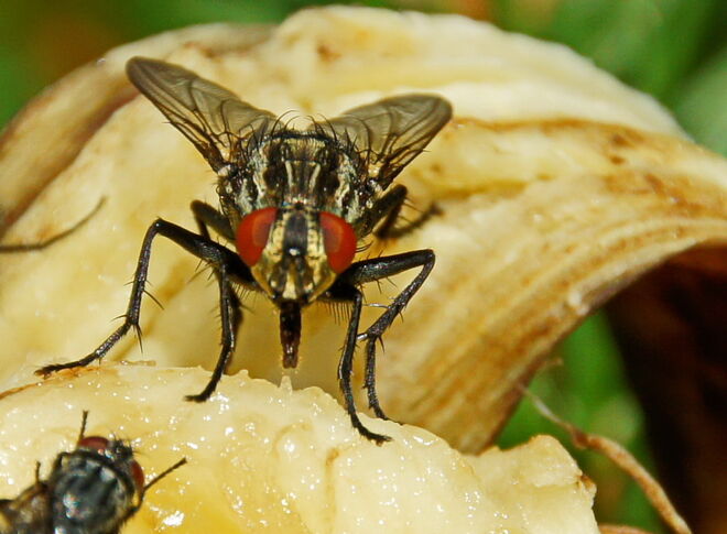 Banane schmeckt immer!