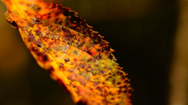 Der Herbst klopft an