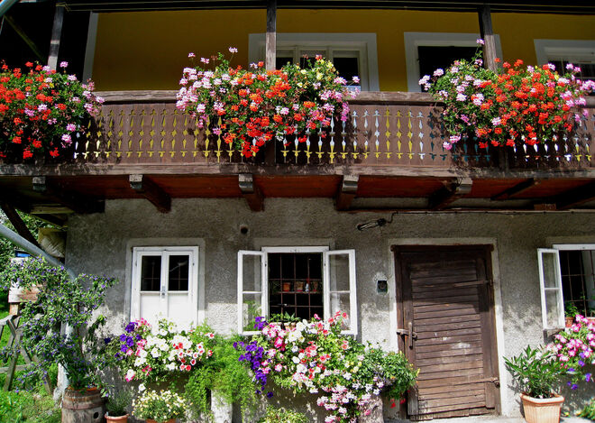 Die Blüten glauben an den Sommer...