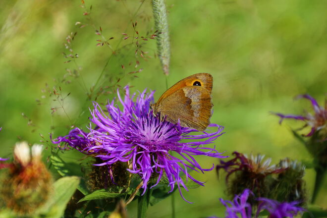 Schmetterlingen lieben die Flockenblumen