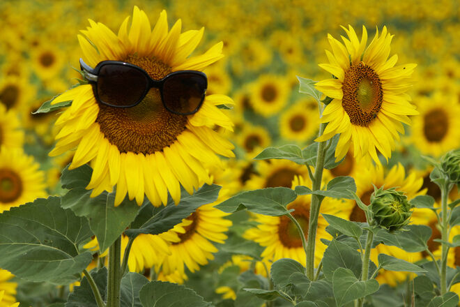 Wann wird's mal wieder Sommer?