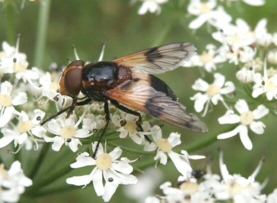 Fliege - aber welche ?