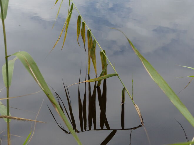 Wieder einmal im Moor