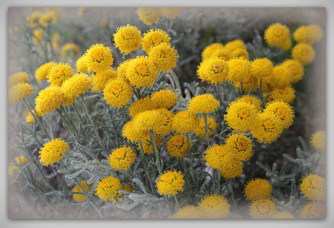 Graues Heiligenkraut