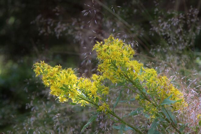 Arangement der Flora