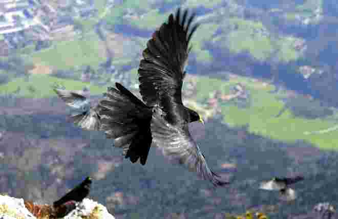 Im Flug