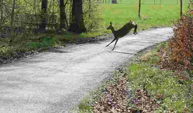 Wildwechsel