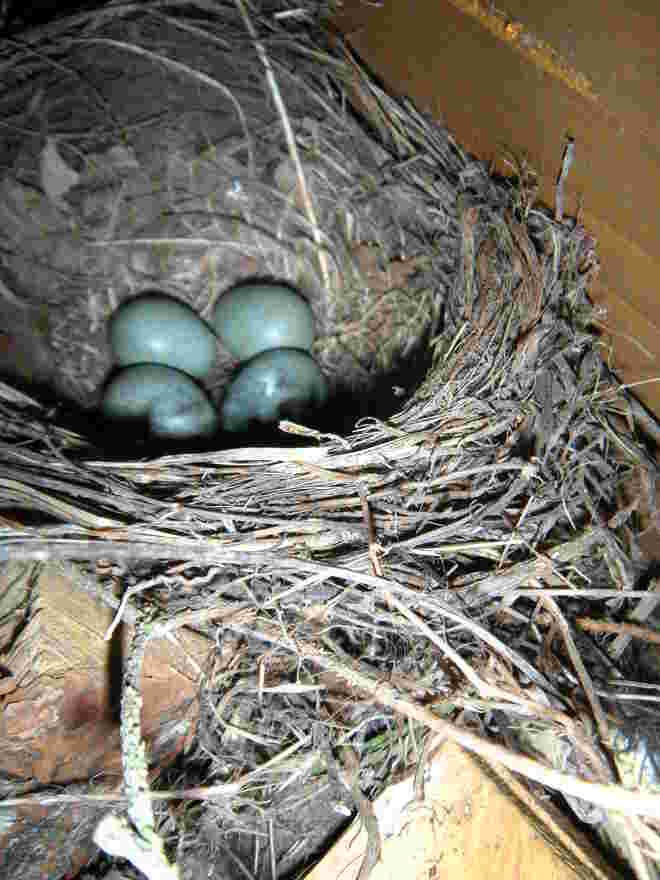 Amsel -Nest