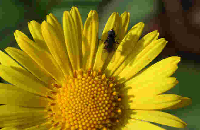 gelbe Frühlingsblume