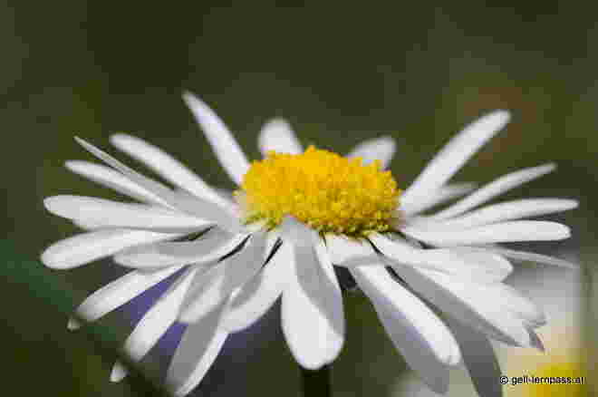 Gänseblümchen