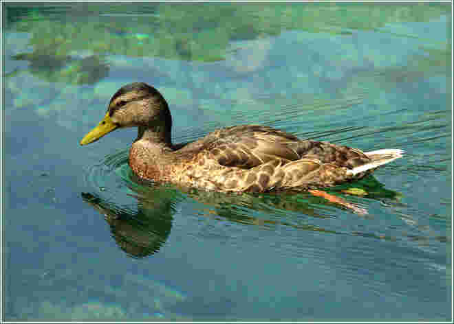 Die Ente