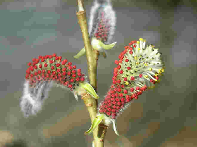 Salix purpurea