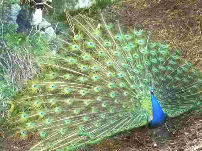 Pfau beim Radln