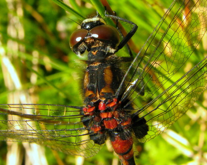 Filigran die Flügel, robust der Antrieb