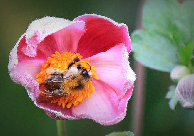 die Pelzweste schon angezogen  :-)