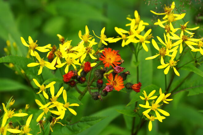 Fuchskreuzkraut mit Habichtskraut