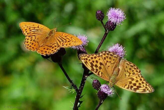 "Frühstück" zu zweit