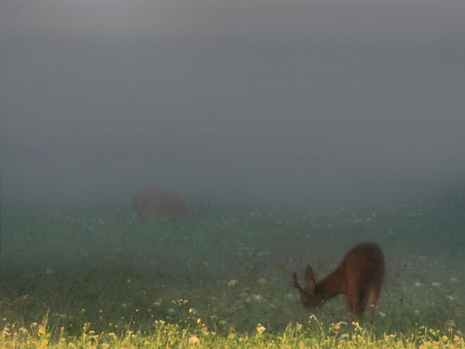 Morgennebel im Wenger Moor