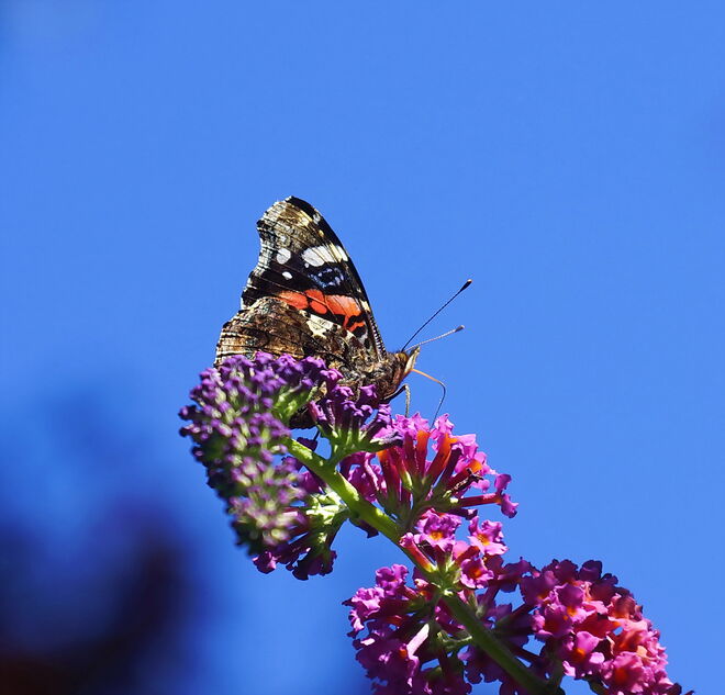Admiral in Spitzenposition