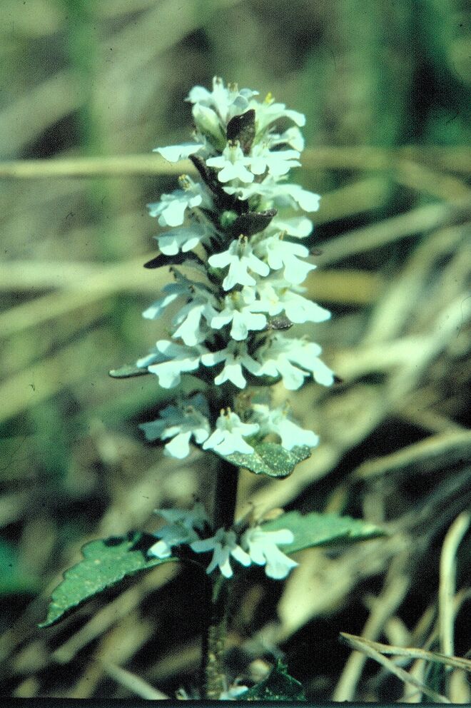 Unbekannte Blume, wer kann helfen?