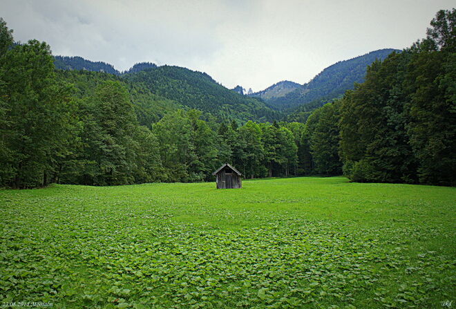 Es grünt so grün...
