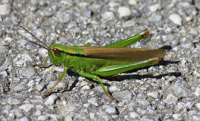 Geht es hier zur Wiese ?