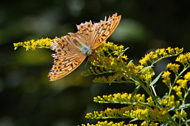 Es war wohl ein abenteuerlicher Sommer für diesen Kaisermantel