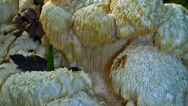 Weder Pflanze noch Tier