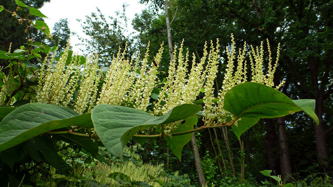 Der Riesenknöterich, ein Eindringling