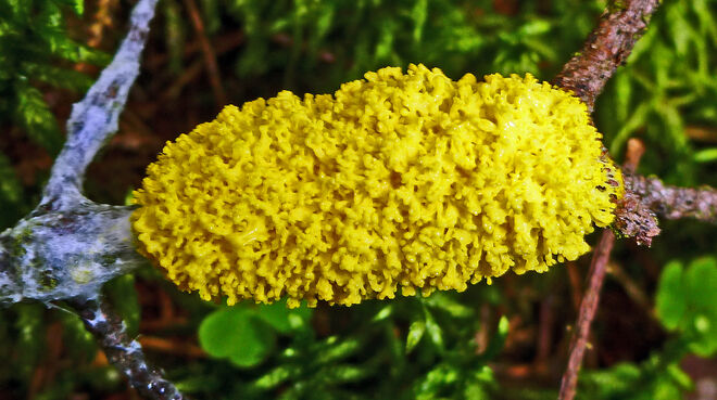 Hexenbutter oder Gelbe Lohblüte