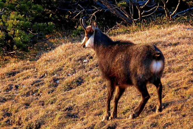 Die spärlichen Strahlen genießen