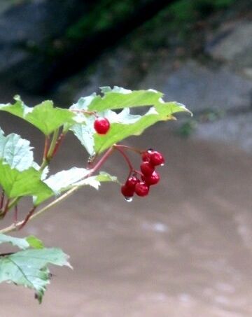Die Früchte des Herbstes - 1  Voriges war Irrtum!