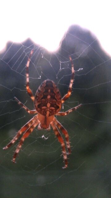 Die Spinne vor dem Küchenfenster