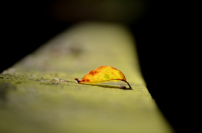 Einsames Herbstblatt